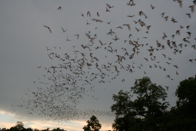 Little brown bats in flight